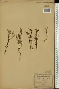 Centaurium pulchellum (Sw.) Druce, Eastern Europe, South Ukrainian region (E12) (Ukraine)