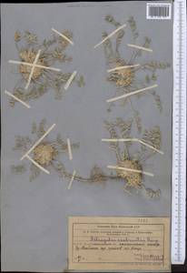 Astragalus scabrisetus Bong., Middle Asia, Northern & Central Tian Shan (M4) (Kazakhstan)