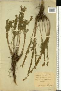 Artemisia campestris, Eastern Europe, Rostov Oblast (E12a) (Russia)