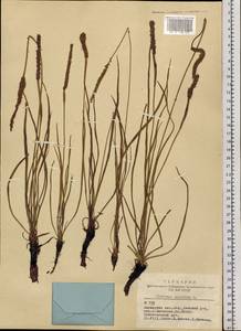 Plantago maritima L., Siberia, Altai & Sayany Mountains (S2) (Russia)