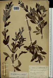 Salix myrsinifolia × phylicifolia, Eastern Europe, Moscow region (E4a) (Russia)