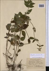 Clinopodium caucasicum Melnikov, Western Europe (EUR) (Romania)