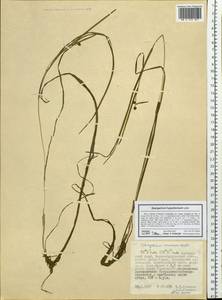 Sparganium hyperboreum Laest. ex Beurl., Siberia, Russian Far East (S6) (Russia)