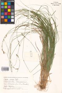 Carex canescens L., Eastern Europe, Western region (E3) (Russia)