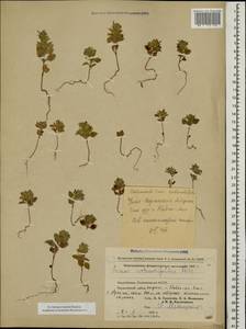 Clinopodium graveolens subsp. rotundifolium (Pers.) Govaerts, Caucasus, Azerbaijan (K6) (Azerbaijan)