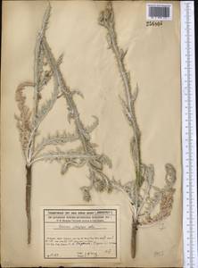 Cousinia platylepis Schrenk ex Fisch. & C. A. Mey., Middle Asia, Syr-Darian deserts & Kyzylkum (M7)
