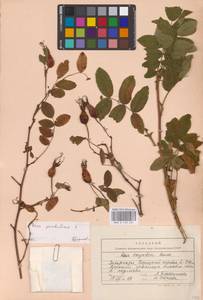 Rosa pendulina L., Eastern Europe, West Ukrainian region (E13) (Ukraine)