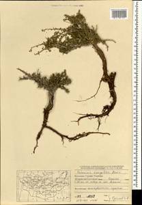 Potaninia mongolica Maxim., Mongolia (MONG) (Mongolia)