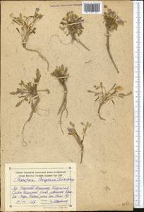 Chorispora bungeana Fisch. & C. A. Mey., Middle Asia, Northern & Central Tian Shan (M4) (Kyrgyzstan)