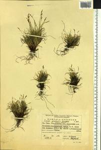 Carex glacialis Mack., Eastern Europe, Eastern region (E10) (Russia)