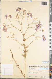 Delphinium consolida subsp. paniculatum (Host) N. Busch, Eastern Europe, North Ukrainian region (E11) (Ukraine)