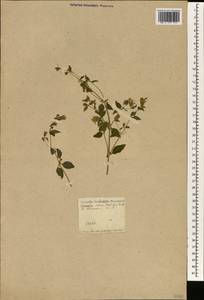 Caryophyllaceae, Western Europe (EUR) (France)