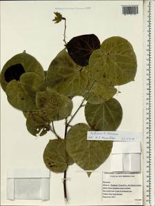 Talipariti tiliaceum (L.) Fryxell, South Asia, South Asia (Asia outside ex-Soviet states and Mongolia) (ASIA) (Thailand)