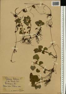 Glechoma hederacea L., Eastern Europe, Central forest-and-steppe region (E6) (Russia)