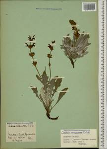 Salvia canescens C.A.Mey., Caucasus, Stavropol Krai, Karachay-Cherkessia & Kabardino-Balkaria (K1b) (Russia)