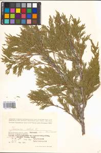 Juniperus sabina L., Eastern Europe, Lower Volga region (E9) (Russia)