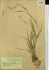 Calamagrostis korotkyi Litv., Siberia, Baikal & Transbaikal region (S4) (Russia)