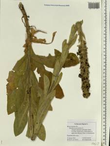 Verbascum thapsus L., Eastern Europe, Northern region (E1) (Russia)