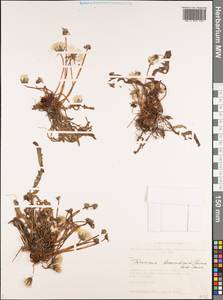 Taraxacum bessarabicum (Hornem.) Hand.-Mazz., Siberia, Altai & Sayany Mountains (S2) (Russia)