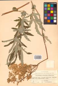 Filipendula angustiloba (Turcz. ex Fisch. & C. A. Mey.) Maxim., Siberia, Russian Far East (S6) (Russia)