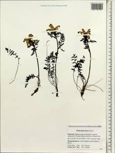 Pedicularis fissa Turcz., Siberia, Baikal & Transbaikal region (S4) (Russia)