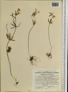Ranunculus monophyllus Ovcz., Siberia, Chukotka & Kamchatka (S7) (Russia)