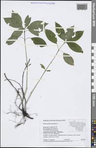 Mercurialis perennis L., Eastern Europe, Central region (E4) (Russia)