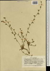 Convolvulus pilosellifolius Desr., South Asia, South Asia (Asia outside ex-Soviet states and Mongolia) (ASIA) (Afghanistan)
