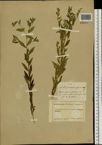 Lithospermum officinale L., Siberia, Altai & Sayany Mountains (S2) (Russia)