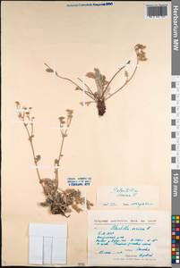 Potentilla sericea L., Siberia, Baikal & Transbaikal region (S4) (Russia)