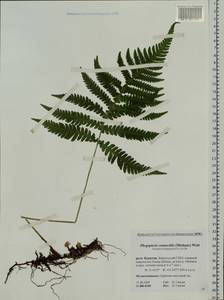 Phegopteris connectilis (Michx.) Watt, Siberia, Baikal & Transbaikal region (S4) (Russia)