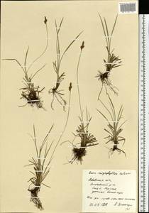 Carex caryophyllea Latourr., Eastern Europe, West Ukrainian region (E13) (Ukraine)