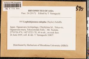 Lopholejeunea eulopha (Taylor) Schiffn., Bryophytes, Bryophytes - Asia (outside ex-Soviet states) (BAs) (Japan)