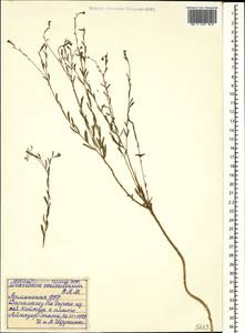 Diarthron vesiculosum (Fisch. & C. A. Mey.) C. A. Mey., Caucasus, Armenia (K5) (Armenia)