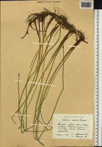 Eleocharis palustris (L.) Roem. & Schult., Siberia, Russian Far East (S6) (Russia)