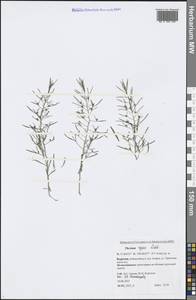 Thesium repens Ledeb., Siberia, Baikal & Transbaikal region (S4) (Russia)