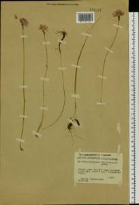 Allium schoenoprasum L., Siberia, Baikal & Transbaikal region (S4) (Russia)