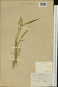 Echinochloa crus-galli (L.) P.Beauv., Siberia, Russian Far East (S6) (Russia)