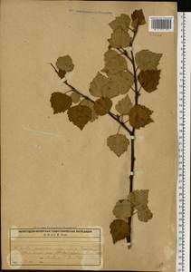 Betula, Eastern Europe, Northern region (E1) (Russia)