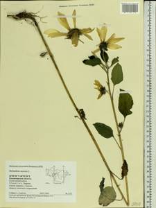 Helianthus annuus L., Eastern Europe, Central region (E4) (Russia)