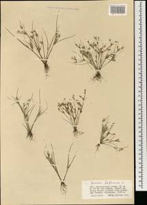 Juncus bufonius L., Mongolia (MONG) (Mongolia)