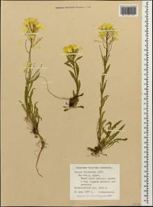 Erysimum ibericum (Adams) DC., Caucasus, North Ossetia, Ingushetia & Chechnya (K1c) (Russia)