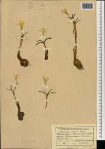 Colchicum luteum Baker, South Asia, South Asia (Asia outside ex-Soviet states and Mongolia) (ASIA) (India)