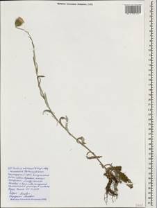 Carduus adpressus subsp. novorossicus (Porten.) Zernov, Caucasus, Black Sea Shore (from Novorossiysk to Adler) (K3) (Russia)