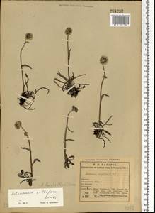 Antennaria lanata (Hook.) Greene, Eastern Europe, Northern region (E1) (Russia)