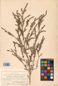 Salsola collina Pall., Eastern Europe, Lower Volga region (E9) (Russia)