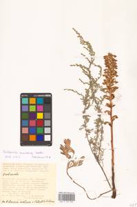 Orobanche cumana Wallr., Middle Asia, Caspian Ustyurt & Northern Aralia (M8) (Kazakhstan)
