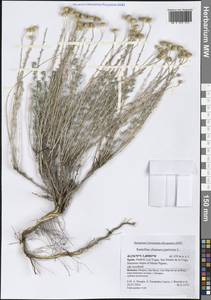 Santolina chamaecyparissus L., Western Europe (EUR) (Spain)