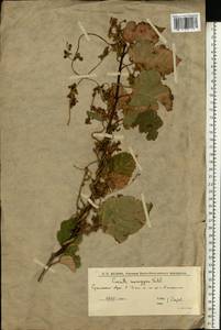 Cuscuta monogyna Vahl, Eastern Europe, Lower Volga region (E9) (Russia)