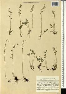 Thalictrum alpinum L., Caucasus, Georgia (K4) (Georgia)
